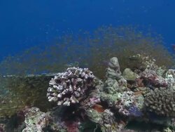 School of Golden Sweepers (Parapriacanthus ransonneti) with several Scalefin Anthias (Pseudanthias squamipinnis), Baa Atoll, The Maldives Stock Footage