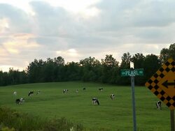 Dispersed cows graze grass  in a field Stock Footage
