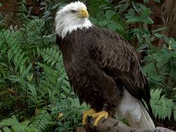 Bald Eagle Stock Footage