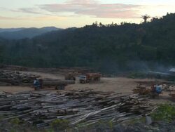 WS PAN Tractor loading truck with felled logs at Logging yard / Tawau, Sabah, Malaysia Stock Footage