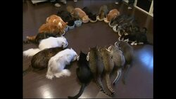 Pet industry remains buoyant despite global recession News Clip