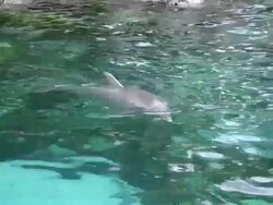 Dolphin surface dives Stock Footage