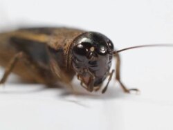 Closeup Cricket Stock Footage