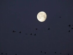 HD video sandhill cranes flying through moon Nebraska Stock Footage
