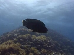 Napoleon Wrasse (Cheilinus undulatus) Stock Footage
