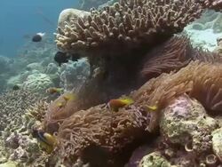 Clownfish Stock Footage