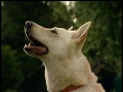 A group of dogs and their owners set new world records for the loudest group bark and the loudest single bark in London on Monday Instructional Video