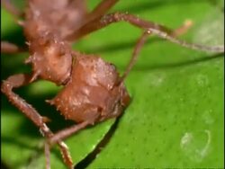 BCU High angle, Leaf Cutter Ant (Atta) cutting through leaf, Costa Rica Stock Footage