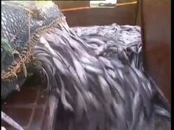 Pacific Ocean, NZ, MS thousands of fish pouring into deck's hold from bottom of fishing net. Stock Footage