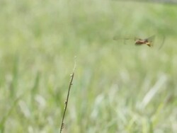 Dragonfly Stock Footage