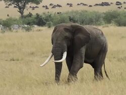African Elephant-  walking in open yellow savannah, big herd of Wildebeest in the back Stock Footage