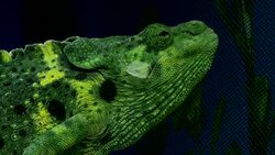 CU of chameleon in pet store Stock Footage
