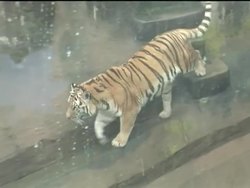 The San Francisco Medical Examiner says a teenager who was killed by an escaped zoo tiger six months ago had marijuana and alcohol in his system News Clip