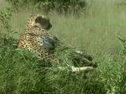Medium Long Shot - A cheetah rests in the grass / Kenya Stock Footage