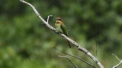 The life of Birds Stock Footage