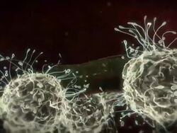 Extreme Close Up hand-held - The attachment of white blood cells to a parasite causes the replication of that parasite in a computer-generated animation. Stock Footage