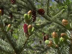 Zoom in on pine cones Stock Footage
