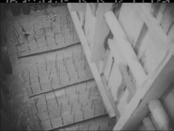 VIETNAM - RANGER TRAINING News Clip