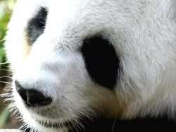 close up panda face Stock Footage