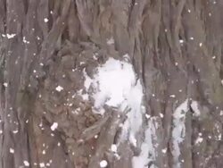 HD SUPER SLOW MO: Snowball Hitting A Tree Trunk Stock Footage