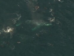 WS AERIAL TS ZI View of Southern Right Whales and Common Dolphin swimming off coast of Western Cape / Cape Town, Western Cape, South Africa Stock Footage