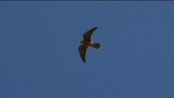 Birds of prey conservation in Kazakhstan Instructional Video