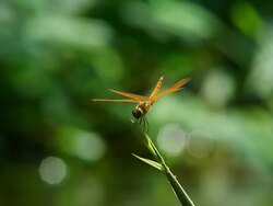 Dragonfly flying Stock Footage