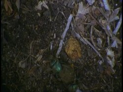 MS top shot of Dung beetles rolling dung ball, Bandhavgarh National Park, India Stock Footage