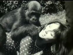 YOUNG GORILLAS News Clip