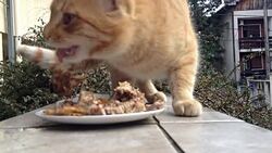 Red domestic cat Stock Footage