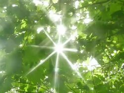 Sunbeams Stock Footage