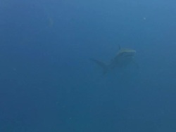 Tiger Shark (Galeocerdo cuvier) Stock Footage