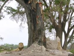 WS Shot of Male lion and adolescent resting at base of tree and termite mound / Okavango Delta, North West District, Botswana Stock Footage