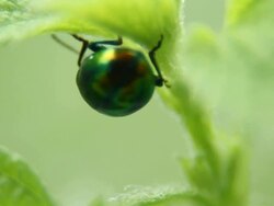 Golden green beetle Stock Footage