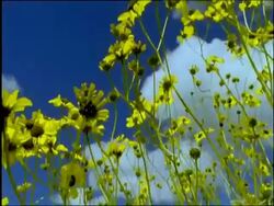 Yellow Brittlebush flowers against blue sky and clouds, Sonoran desert, USA Stock Footage