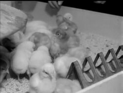 PINTA PEOPLE News Clip