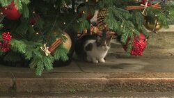 Larry the Downing Street Cat at Christmas News Clip