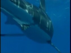 MS Great White Shark swims circling bait, CU head and teeth, Guadalupe Island, Pacific Ocean Stock Footage