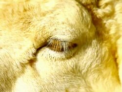 sheep eye Stock Footage