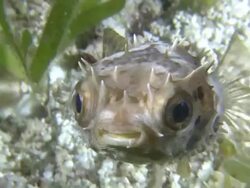 Porcupine fish, Southern Visayas, Philippines Stock Footage