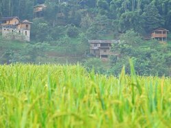home of the hill and rice fields. Stock Footage
