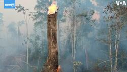 Brazil's Space Agency Reports Soaring Rates Of Rainforest Destruction News Clip