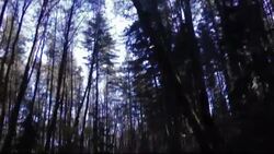 An initiative founded in Oregon's Willamette Valley tries to tackle a growing problem: Aging timber lot owners can't pay their medical bills. Instead of getting money to have their trees chopped down, landowners might get paid to leave them up. (Dec. 16) News Clip