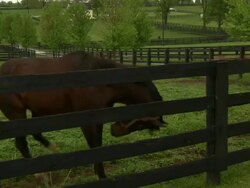 Shot of brown horse galloping by camera. Stock Footage