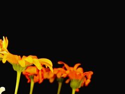 Blooming daisies Stock Footage