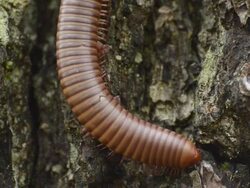 Millipede Stock Footage