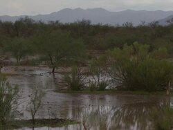 PAN across scrub and desert during rain, Sonoran Desert, Arizona, USA Stock Footage