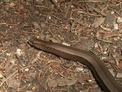 HD: Brown snake Stock Footage