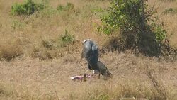 Death FETUS and RAPTORs Maribu Storks & Vultures Stock Footage