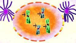 Cell Reproduction Mitosis: the Five Phases Instructional Video